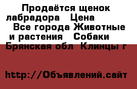 Продаётся щенок лабрадора › Цена ­ 30 000 - Все города Животные и растения » Собаки   . Брянская обл.,Клинцы г.